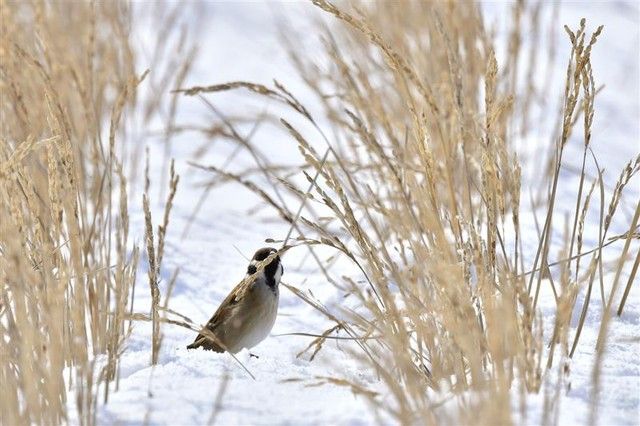 スズメですら絶滅危惧種。温暖化鳥激減。スズメ、ヒヨドリ、セキレイ、メジロ家で飼って良いことにせよ